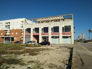 Palmeras 6