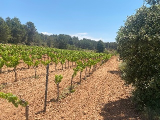 Hoya Huesos. Venta Del Moro 4