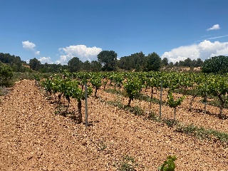 Hoya Huesos. Venta Del Moro 5