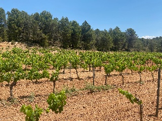 Hoya Huesos. Venta Del Moro 6
