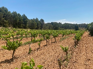 Hoya Huesos. Venta Del Moro 7