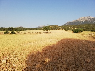 Aguica M. Lorca 2