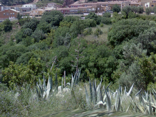 Poligono 36 5