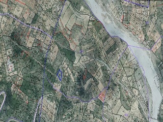 Lloba. Cervera Del Maestre 4