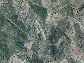 Lloba. Cervera Del Maestre 5