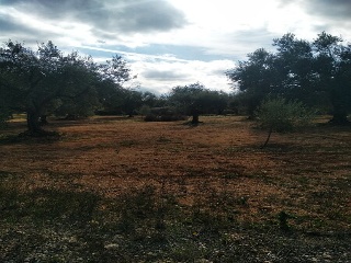 Lloba. Cervera Del Maestre 10