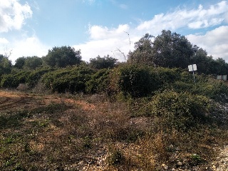 Lloba. Cervera Del Maestre 11