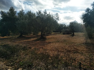 Lloba. Cervera Del Maestre 12