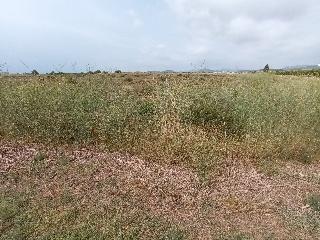 Fosaret 8