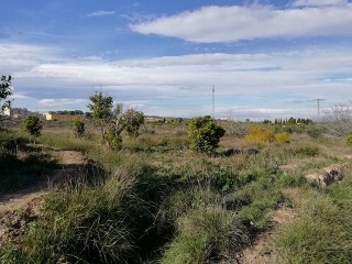 Huerto Naranjos 8