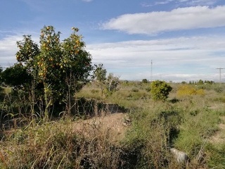 Huerto Naranjos 9