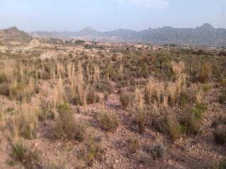 Abanilla 9