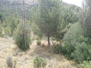 Foya Del Cac 8