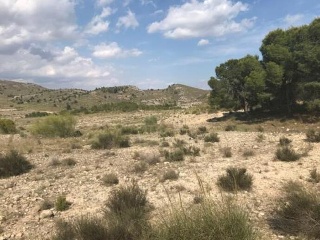 Otros en venta en Cieza
