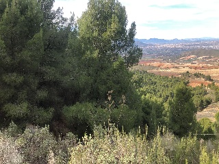 Lorca 5