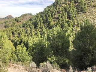 Lorca 6