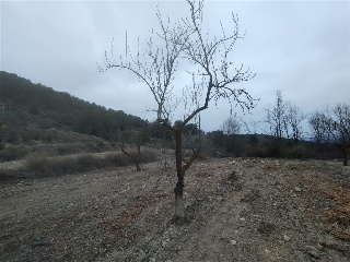 Peralejo. Jumilla 2
