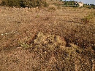 Velilla 7