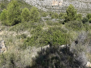 4, Parcela 206  OROPESA 3