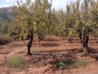 4, Parcela 206  OROPESA 11