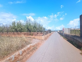 5, Parcela, CONILLER 19