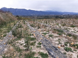 Benifumet. La Pobla Del Duc 4