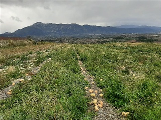 Benifumet. La Pobla Del Duc 5