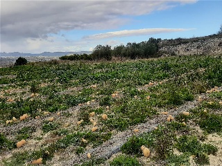 Benifumet. La Pobla Del Duc 7