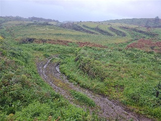 Lomo Hurtado 2
