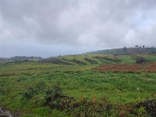 Lomo Hurtado 4