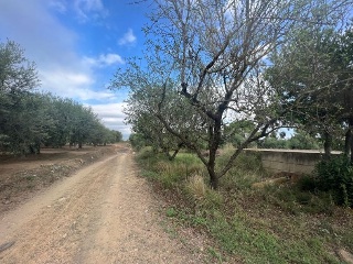 Coma De La 5