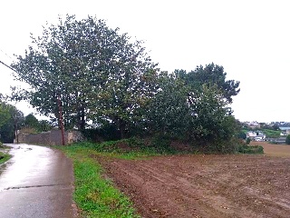 QUINTALONGA 19