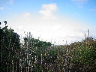 LA CAMPONA 8
