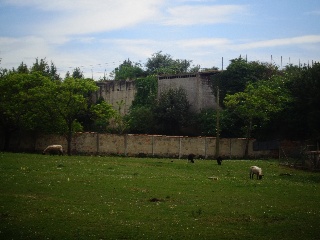 LA CAMPONA 11