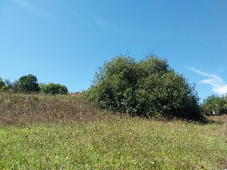 DEL CONTARON 8