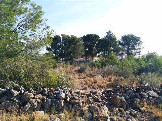 DEU AMON-RA 7