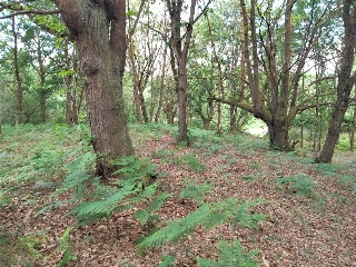 LA CRUZ, PARAJE EL VALLE, SAN CLAUDIO, Poligono 47, Parcela 80 3
