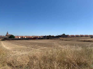 OLIVAR DEL CUADRO 2
