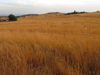 LA ERILLA 5