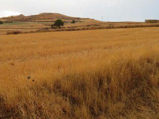 LA ERILLA 6