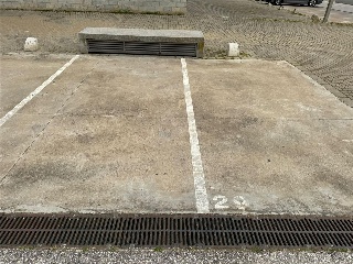 PINO ESTROBO 5