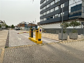 PINO ESTROBO 8