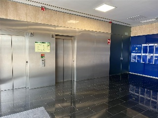 PINO ESTROBO 10