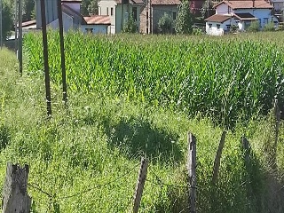 GOLBARDO 4