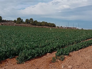 PP GRANADOS 5 R-11-A en GEA Y TRUYOLS 2