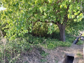 BARXETA II 51 4