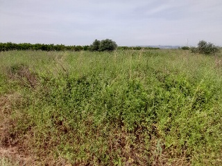 PARAJE RAFOL 3