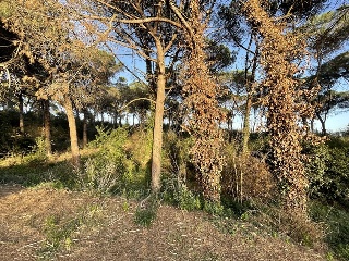 INDUSTRIAL CN II, POLIGONO 18, PARCELA 44 (AMPLIAC 8
