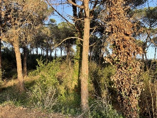 INDUSTRIAL CN II, POLIGONO 18, PARCELA 44 (AMPLIAC 9