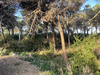 INDUSTRIAL CN II, POLIGONO 18, PARCELA 44 (AMPLIAC 10